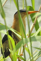 Little bittern (Ixobrychus minutus) perched amongst reeds, Lorraine, France