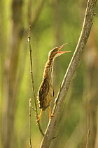 Little bittern chick (Ixobrychus minutus) perched on branch calling, Lorraine, France