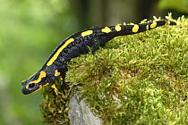 European Salamander (Salamandra salamandra) on moss covered rock, Lorraine, France