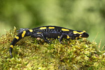 European Salamander (Salamandra salamandra) on moss covered rock, Lorraine, France