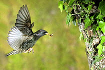 Common Starling (Sturnus vulgaris) flying to nest hole with food, Lorraine, France