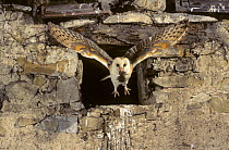 Barn owl (Tyto alba) flying into barn  with mouse prey, Lorraine, France