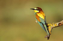 European Bee-eater (Merops apiaster) perching on branch, Lorraine, France