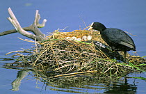 Coot (Fulica atra) coming back to nest full of eggs, Lorraine, France