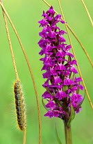 Irish Marsh Orchid (Dactylorhiza majalis) and hairy caterpillar, Lorraine, France