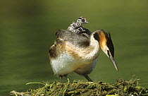 Great crested grebe (Podiceps cristatus) returning to eggs on nest with chicks on back, Lorraine, France
