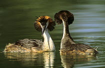 Great crested grebe pair (Podiceps cristatus) displaying, Lorraine, France