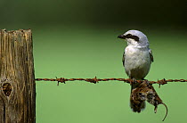 Great grey shrike (Lanius excubitor) with mouse prey impaled on barbed wire, Lorraine, France