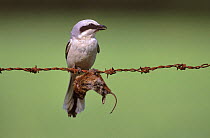 Great grey shrike (Lanius excubitor) with mouse prey impaled on barbed wire, Lorraine, France