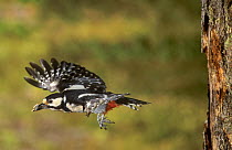 Female Great Spotted Woodpecker (Dendrocopos major) flying from nest hole carrying faecal pellet, Lorraine, France