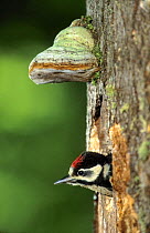 Great Spotted Woodpecker Chick (Dendrocopos major) looking out of nest hole, Lorraine, France