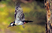 Male Great Spotted Woodpecker (Dendrocopos major) flying from nest hole carrying faecal pellet, Lorraine, France