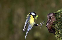 Great Tit (Parus major) flying to the nest hole with caterpillar prey, Lorraine, France