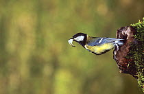 Great Tit (Parus major) coming out of nest hole carrying faecal pellet, Lorraine, France