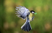 Great Tit (Parus major) flying with caterpillar prey, Lorraine, France