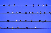 House martins (Delichon urbicum) gather on telephone wires, Lorraine, France