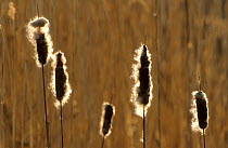 Greater Bulrush / Reedmace (Typha latifolia) with seeds about to disperse in autumn, Haff Reimech Nature Reserve, Remerschen, Luxembourg