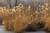 Common reed (Phragmites australis) in winter, Haff Reimech Nature Reserve, Remerschen, Luxembourg