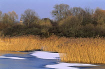 Pond in winter with common reeds (Phragmites australis), Haff Reimech Nature Reserve, Remerschen, Luxembourg