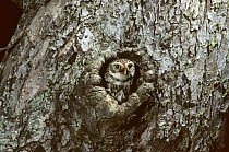 Little owl (Athene noctua) at nest hole, Lorraine, France