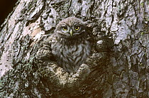 Little owl chick (Athene noctua) waiting at nest hole, Lorraine, France
