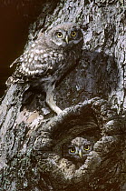 Little owl chicks (Athene noctua) waiting at nest hole, Lorraine, France