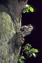 Little owl (Athene noctua) coming out of nest hole, Lorraine, France