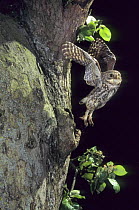 Little owl (Athene noctua) coming out of nest hole, Lorraine, France