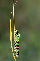 Swallowtail butterfly caterpillar (Papilio machaon), Lorraine, France