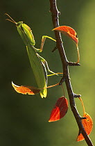 Female European praying mantis (Mantis religiosa) on branch in autumn, Lorraine, France
