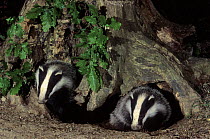 Two young Badgers (Meles meles) emerging from set, Lorraine, France