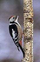 Middle Spotted Woodpecker (Dendrocopos medius), Lorraine, France