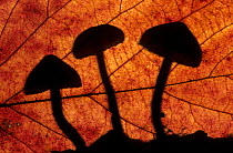 Toadstools outlined through a leaf, autumn, Lorraine, France