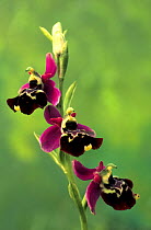 Late spider orchid flowers (Ophrys fuciflora), Lorraine, France