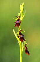 Fly orchid (Ophrys insectifera) flowers, Lorraine, France