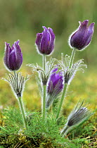 Pasque flowers (Pulsatilla vulgaris), Lorraine, France