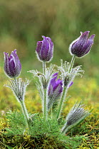 Pasque flowers (Pulsatilla vulgaris), Lorraine, France