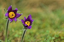 Two Pasque flowers (Pulsatilla vulgaris), Lorraine, France