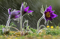 Pasque flowers (Pulsatilla vulgaris) in rain, Lorraine, France