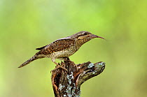 European Wryneck (Jynx torquilla) perched on branch with tongue sticking out, Lorraine, France