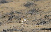 Giant / Mongolian gerbil (Meriones unguiculatus) in the Chinese desert. September 2006