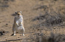 Giant / Mongolian gerbil (Meriones unguiculatus) standing on hind legs in the Chinese desert. September 2006