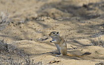 Giant / Mongolian gerbil (Meriones unguiculatus), alert and looking out for danger in the Chinese desert. September 2006