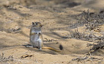 Giant / Mongolian gerbil (Meriones unguiculatus), alert and looking out for danger in the Chinese desert. September 2006