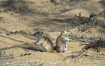 Two Giant / Mongolian gerbils (Meriones unguiculatus), alert and looking out for danger in the Chinese desert. September 2006