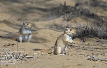 Two Giant / Mongolian gerbils (Meriones unguiculatus), alert and looking out for danger in the Chinese desert. September 2006,