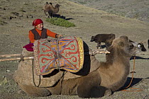 Nomadic Kazakh woman packing belongings on a camel as her family migrates from summer to winter pastures in the Altai Shan Mountains, near the Mongolian border in Xinjiang Province, North-west China....