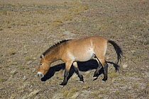 Przewalski's Horse (Equus ferus przewalski) in Kalamaili National park, Xinjiang Province, North-west China, September 2006. The horses have been re-released after a captive breeding programme
