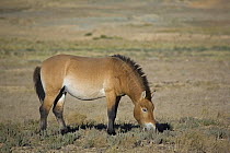 Przewalski's Horse (Equus ferus przewalski) in Kalamaili National park, Xinjiang Province, North-west China, September 2006. BBC  The horses have been re-released after a captive breeding programme