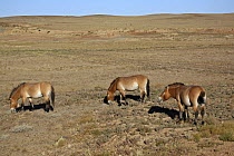 Przewalski's Horses (Equus ferus przewalski) in Kalamaili National park, Xinjiang Province, North-west China, September 2006 The horses have been re-released after a captive breeding programme